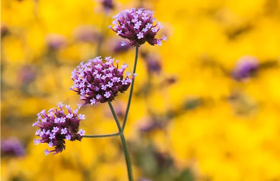 Verbena bonariensis 'Buenos Aires'