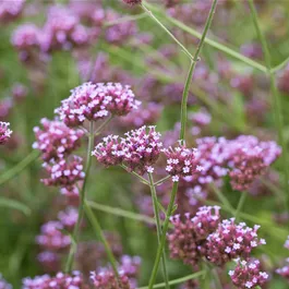 Verbena bonariensis Violet Blue