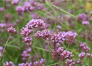 Verbena bonariensis 'Buenos Aires'