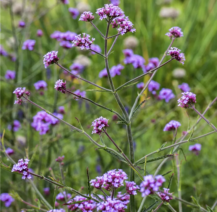 Eisenkraut 'Venosa Lilac'