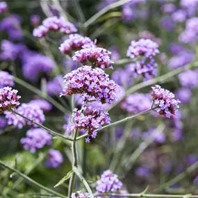 Eisenkraut 'Venosa Lilac'