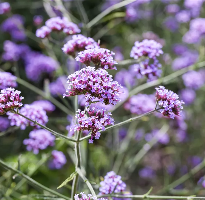 Eisenkraut 'Venosa Lilac'