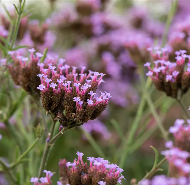 Eisenkraut 'Venosa Lilac'