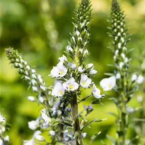 Enzianblättriger Ehrenpreis 'Tissington White'