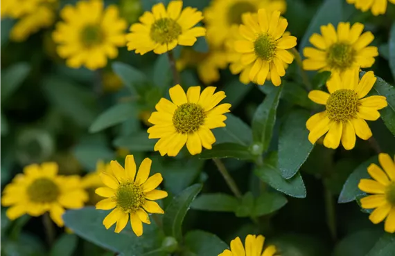 Husarenknopf Husarenknopf