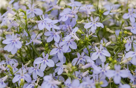 Männertreu Männertreu