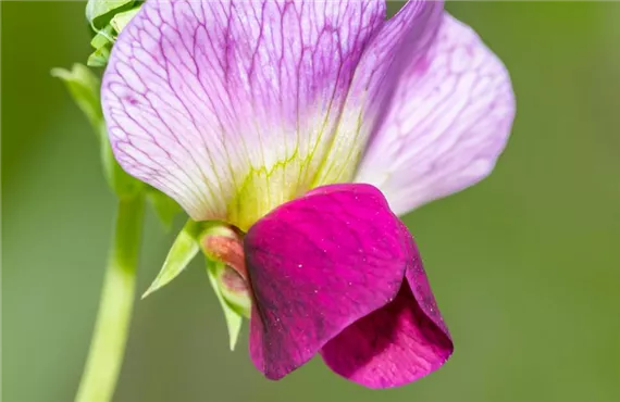 pexels-ganajp-17886495.jpg pexels-ganajp-17886495.jpg