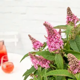 Buddleja davidii Butterfly Candy Little Pink