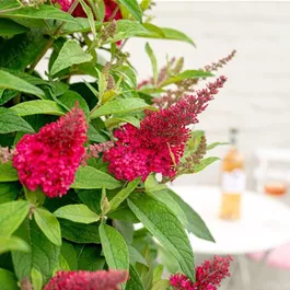 Buddleja davidii Butterfly Candy Little Ruby