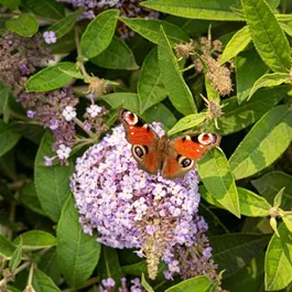 Buddleja davidii Butterfly Candy Little Sweetheart