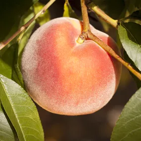 Prunus persica Amber