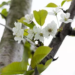 Prunus avium Dönissen Gelbe