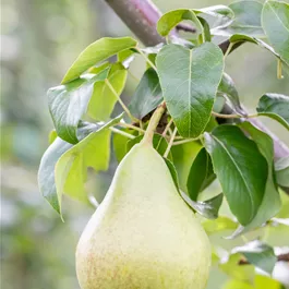 Pyrus communis Nagowitz