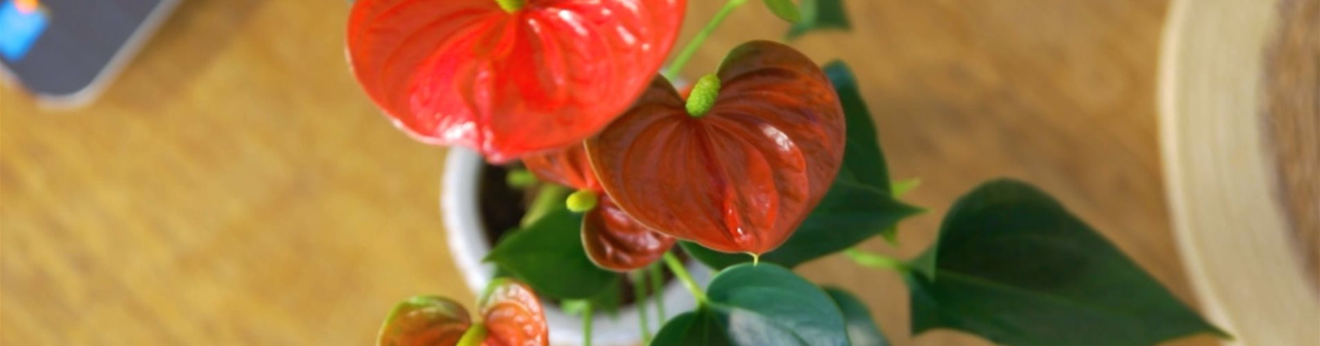 Flamingoblume (thumbnail) Flamingoblume (thumbnail)