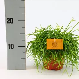 Rhipsalis cashero