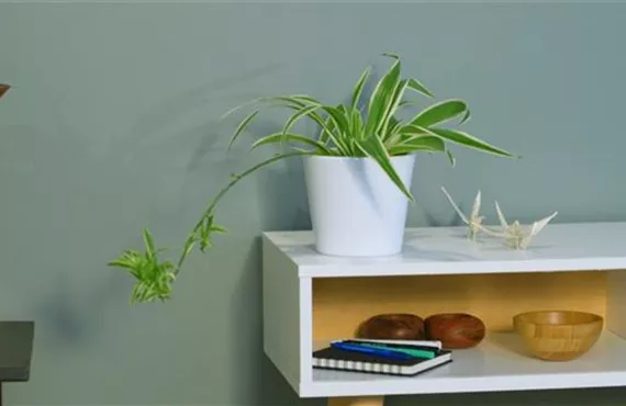 Zimmerpflanzenportrait - Grünlilie (Thumbnail)