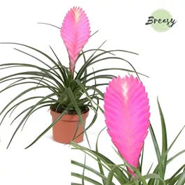 Tillandsia cyanea Vincent