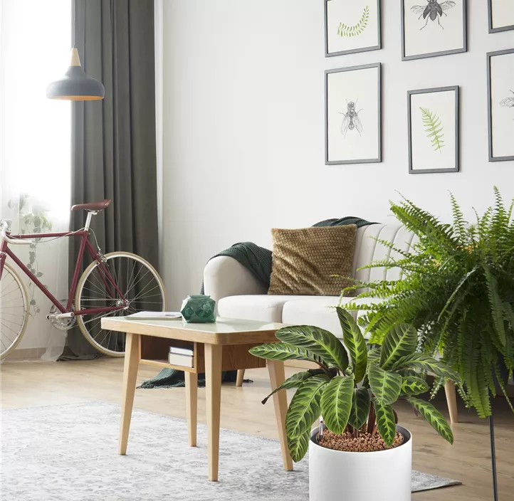 Tongranulat, Kleinpackung