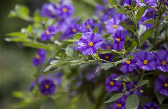 1681 (2) Lycianthes rantonnetii