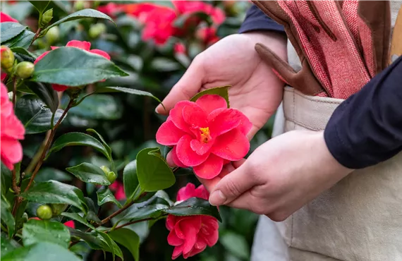 Einkauf im Pflanzengroßmarkt - Kamelie Einkauf im Pflanzengroßmarkt - Kamelie
