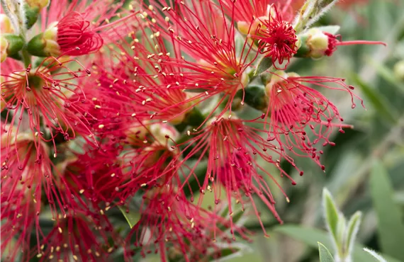 1681 (2) Callistemon 'Masotti'