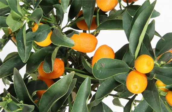 Zwergorangen bzw. Kumquat auf einem Busch Zwergorangen bzw. Kumquat auf einem Busch