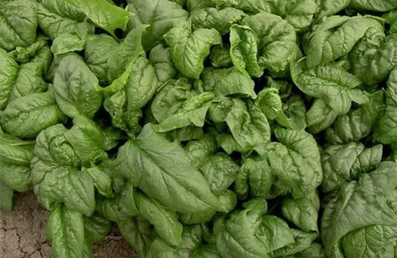 Blattspinat Blattspinat