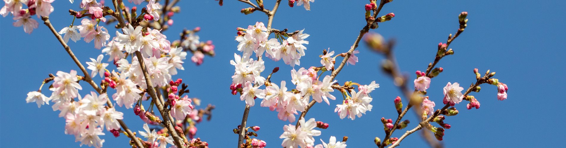 GS655225_Kirschblüte_ GS655225_Kirschblüte_