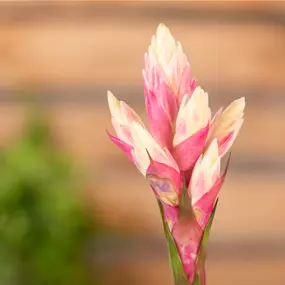 Guzmania hybride Candy