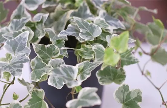 Nahaufnahme eines Efeu