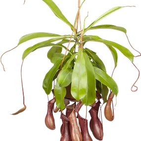 Nepenthes Ampel
