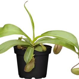 Nepenthes Ampel