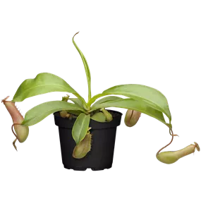 Nepenthes Mix