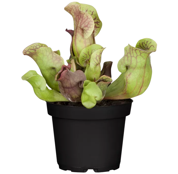 Schlauchpflanze 'Maroon'