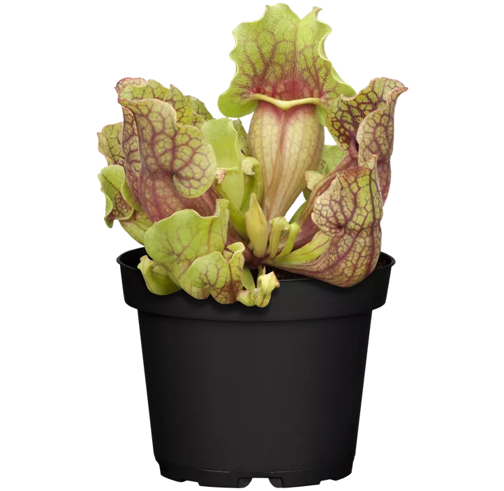 Schlauchpflanze 'Maroon'