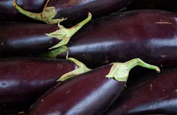 Heidelbeerstrauch paul-magdas-2GNThmTC70Y-unsplash.jpg