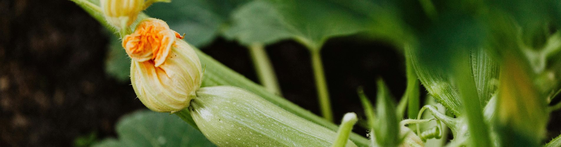 pexels-karolina-grabowska-4750287