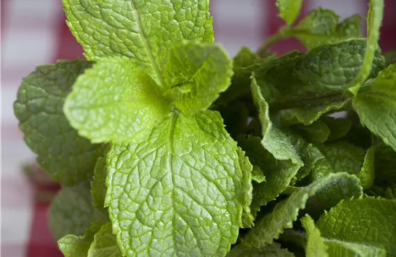 Heidelbeerstrauch Minze