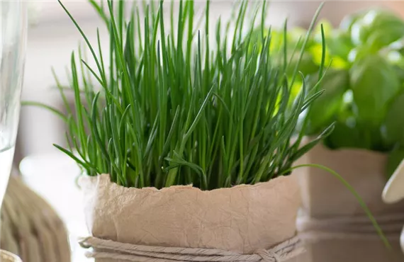 bellaflora-ostern-2022-studiosoco-38.jpg bellaflora-ostern-2022-studiosoco-38.jpg