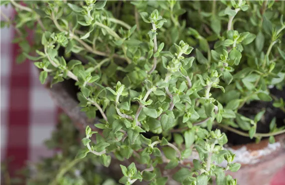Thymian Thymian