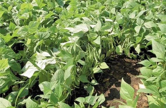 Buschbohnen Buschbohnen