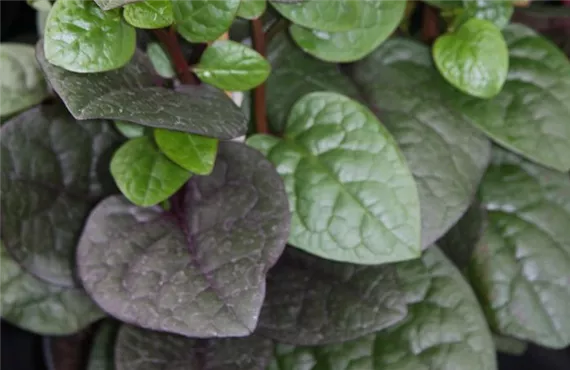 csm_Malabar-Spinat_IMG_4990_5f9942f305.jpg csm_Malabar-Spinat_IMG_4990_5f9942f305.jpg