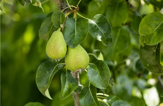 Gurken Pyrus communis