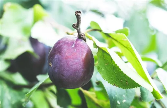 Pflaume oder Zwetschke Pflaume oder Zwetschke