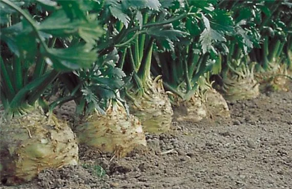 csm_Sellerie_c57fbcfe92.jpg csm_Sellerie_c57fbcfe92.jpg