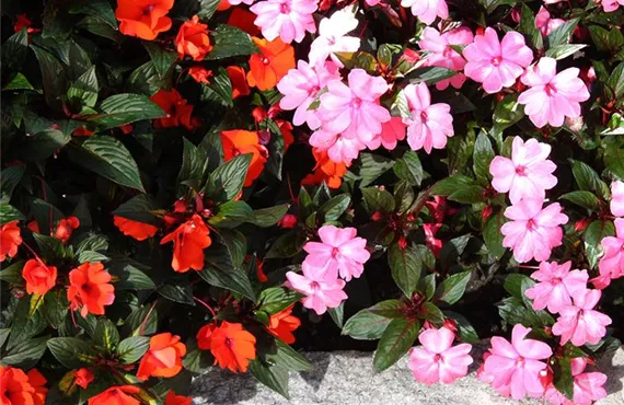 Fleißiges Lieschen Fleißiges Lieschen