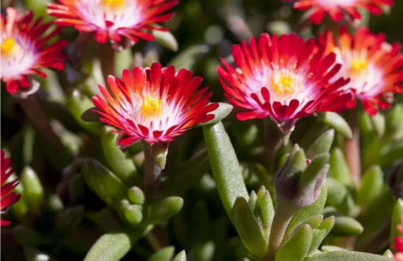 Goldtaler Delosperma cooperi 'Jewel of Desert Grenade'