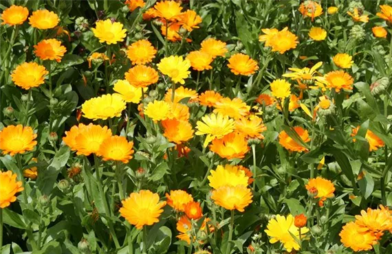 Ringelblume Ringelblume