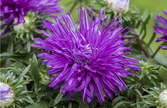 Calceolaria Hybriden Callistephus chinensis