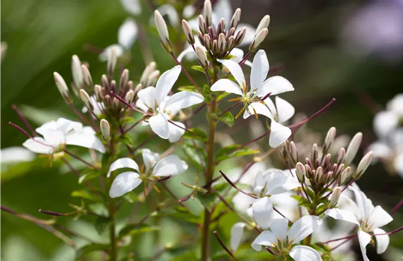 Ringelblume Cleome 'Señorita Blanca'